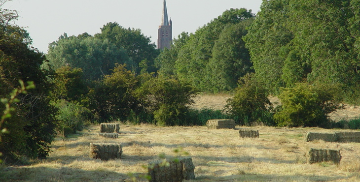 Een heggengebied in de Zak van Zuid-Beveland met op de achtergrond de kerktoren van Nisse.