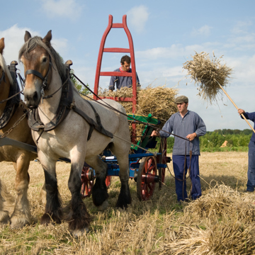 Twee paarden trekken hooiwagen op het land