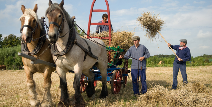 Twee paarden trekken hooiwagen op het land