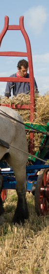 Twee paarden trekken hooiwagen op het land