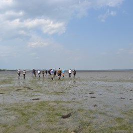 Mensen lopen door slikken naar het verdronken dorp Tolsende, waar bij laag tij nog heel wat verborgen ligt. 