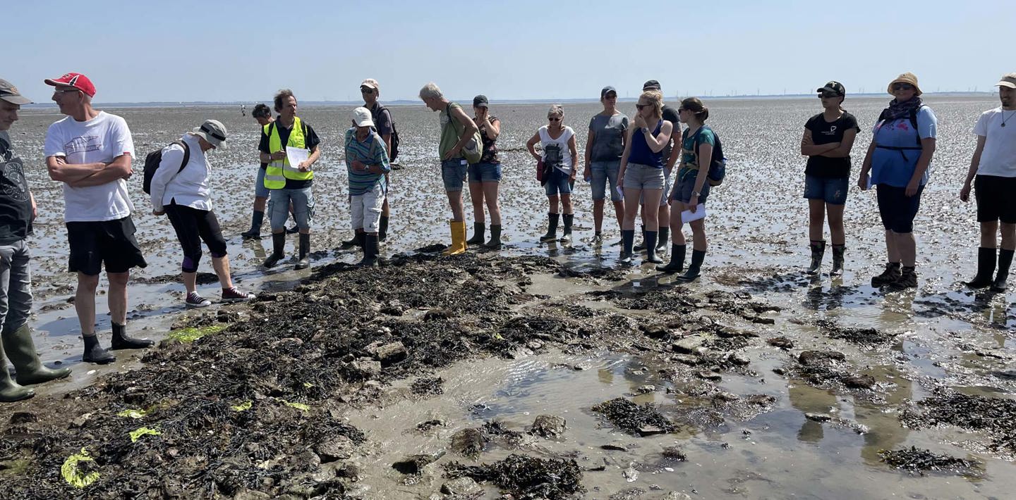 Deelnemers van de excursie Verdronken Tolsende staan met een archeoloog van Erfgoed Zeeland op de slikken.