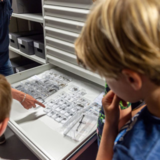 Een archeoloog van Erfgoed Zeeland laat archeologische metaalvondsten zien tijdens de rondleiding door het depot.