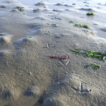 De slikken van het verdronken land Tolsende op Zuid-Beveland.