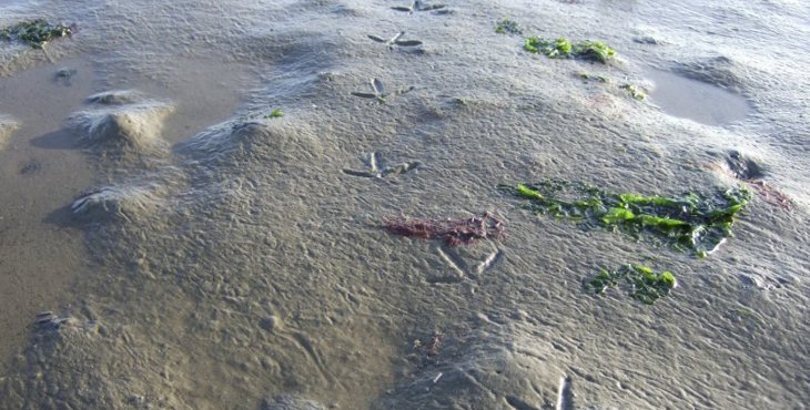 De slikken van het verdronken land Tolsende op Zuid-Beveland.
