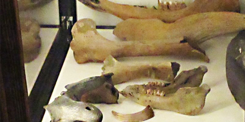 Diverse vondsten in een vitrinekast in Terra Maris, tijdens de tentoonstelling over het leven in Walichrum in de Vikingtijd.