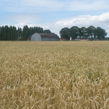Agrarisch erfgoed in Zaamslag met graanveld
