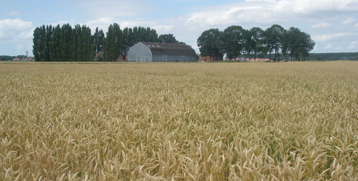Agrarisch erfgoed in Zaamslag met graanveld