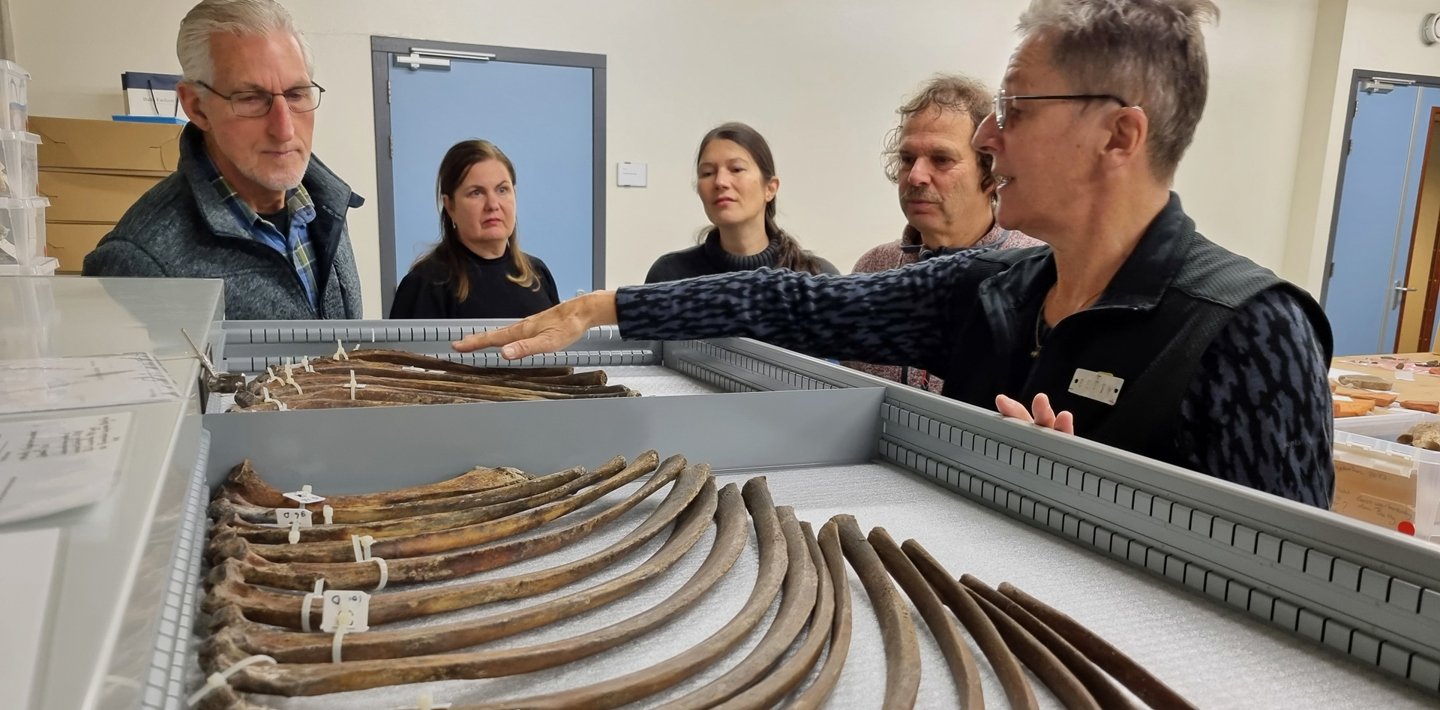 Een archeologievrijwilliger geeft uitleg over de botten van een paardenskelet.